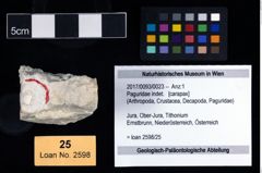 Foto (Objekt + Etikett) von Paguridae indet.  (NHMW-GEO-2017-0093-0023)